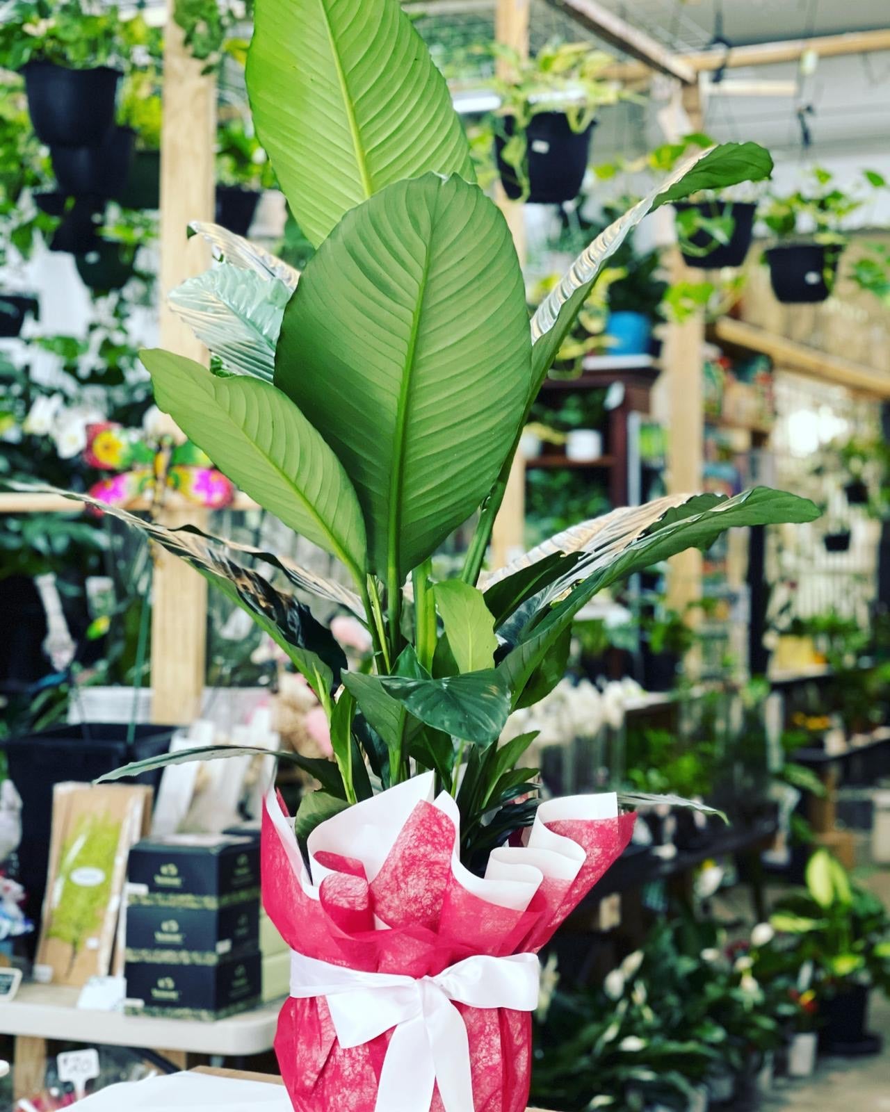 Indoor Plants Melbourne Plant Nursery South Yarra