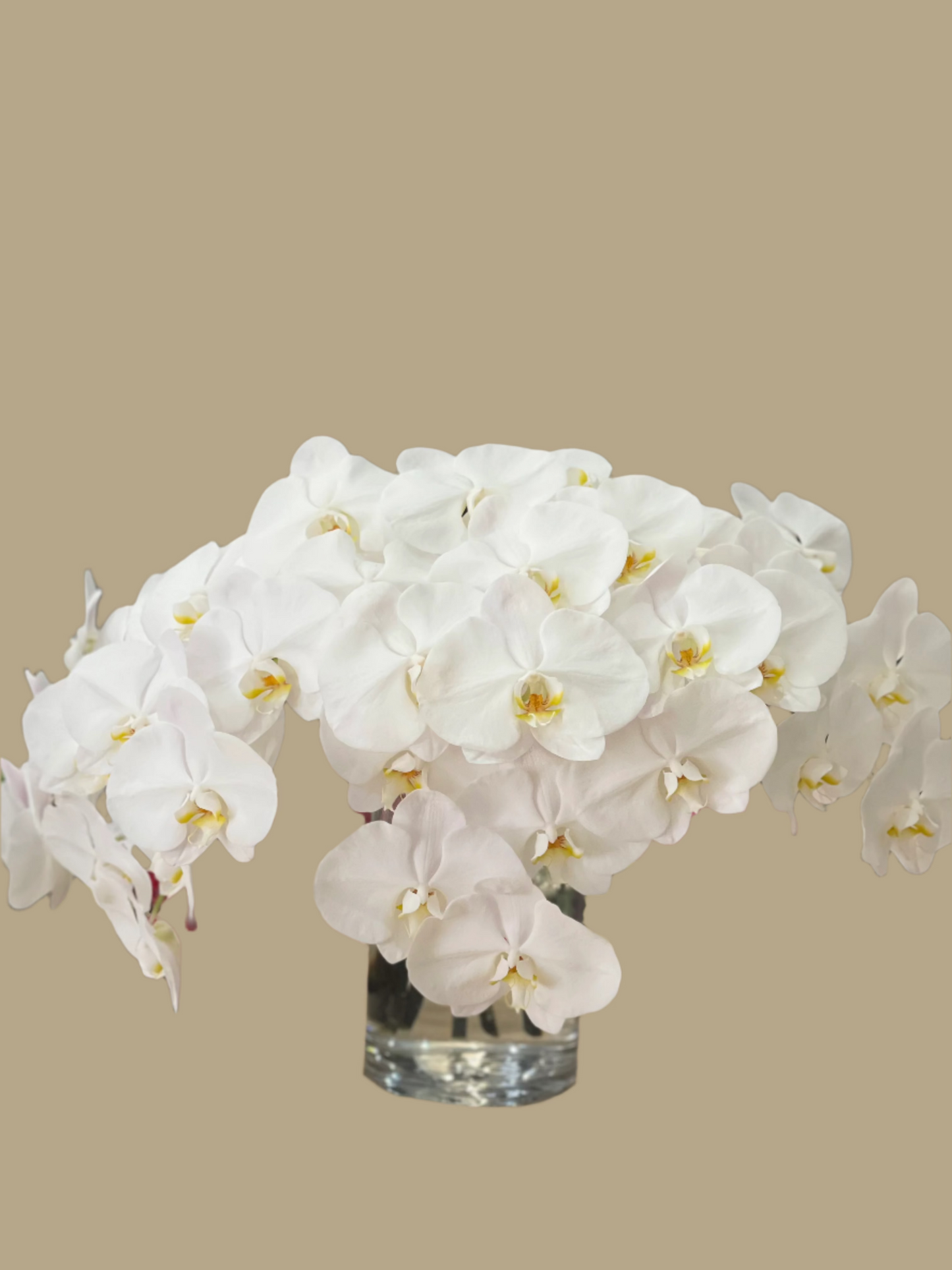 Phalaenopsis Orchid Bouquet 5 Stem with Vase