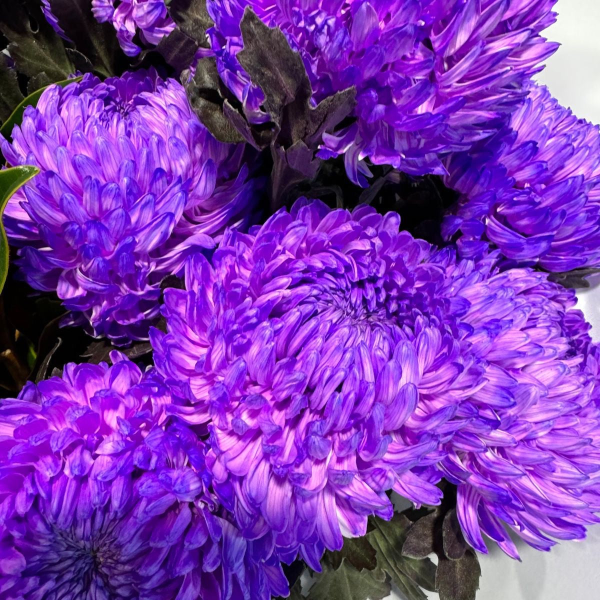 Dyed Disbud Chrysanthemum (5stems)