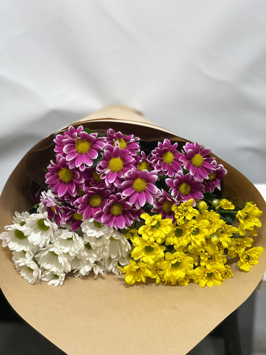 Daisy Chrysanthemum - Flora Plant on Chapel