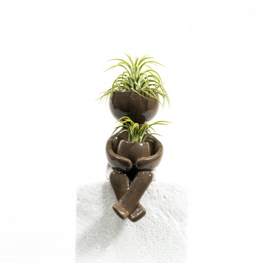 Air Plant with Koala Pot