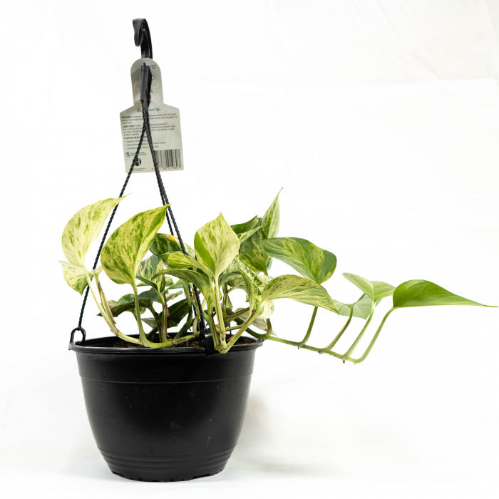 snow queen pothos hanging Snow Queen Pothos Hanging Plant