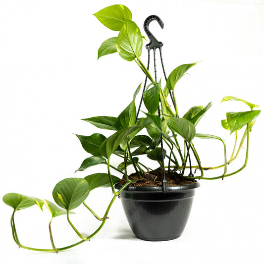 Snow Queen Pothos Hanging