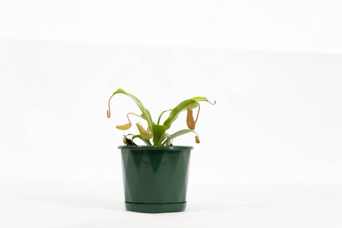 Money Plant