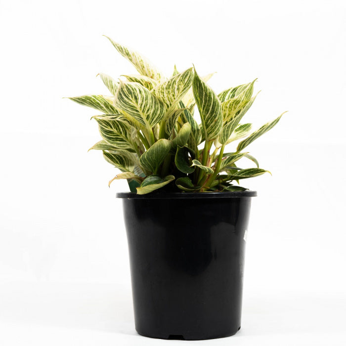 philodendron birkin nz Philodendron Birkin Plant