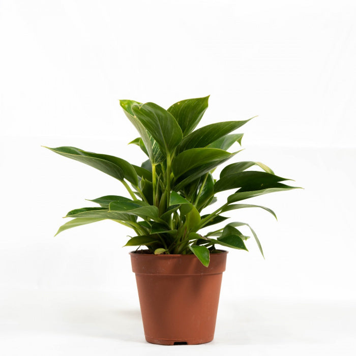 Philodendron Birkin