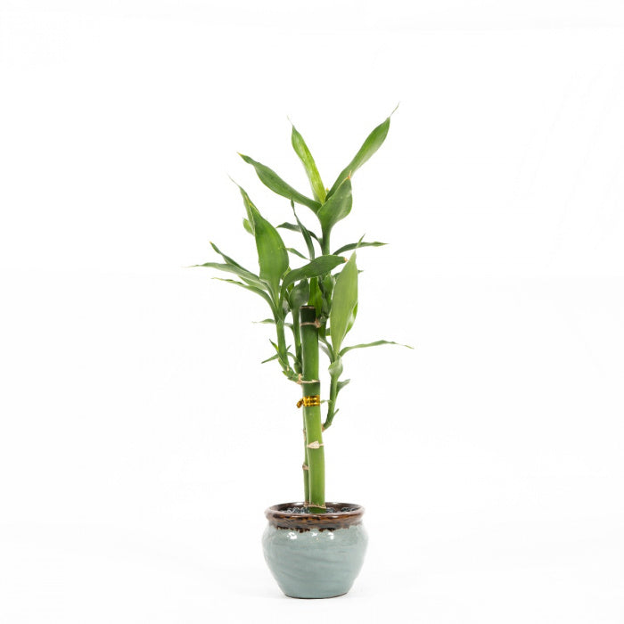 Lucky Bamboo