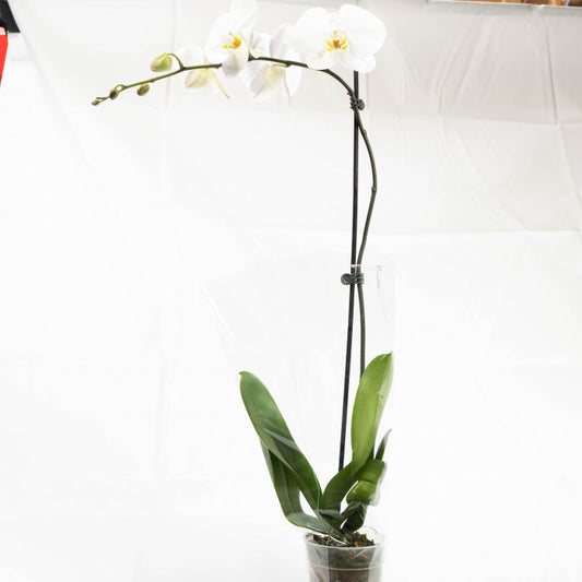 Phalaenopsis Orchid in Vase