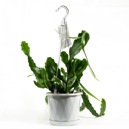 Air Plant Arrangement 15