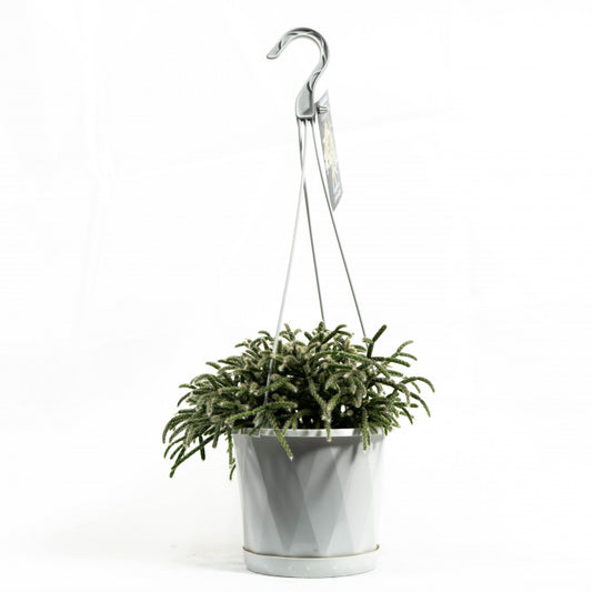 Disocactus Nelsonii 140mm