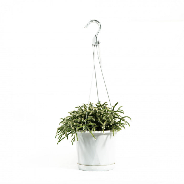 Rhipsalis Pilocarpa 140mm