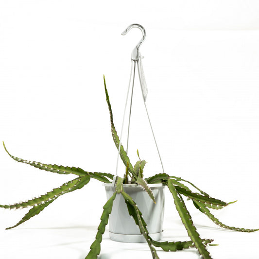 Rhiipsalis Pilocarpaa 140mm