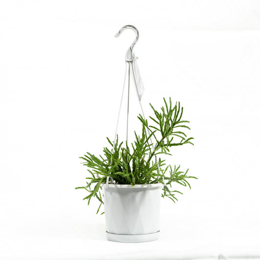 Lepismium Cruciforne 140mm