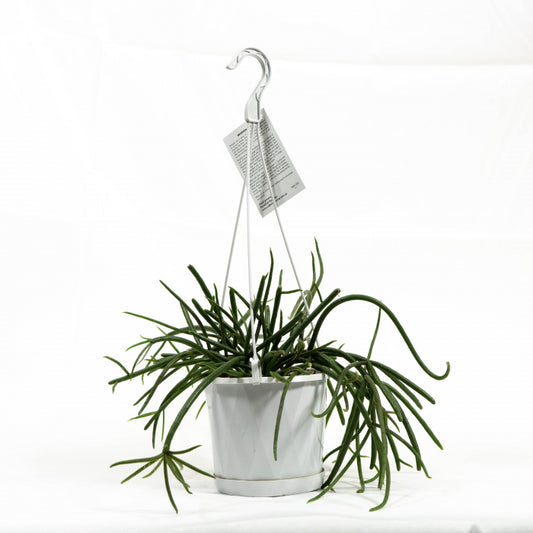 Hoya Indian Rope 140mm