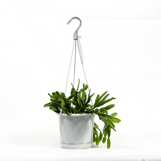 Rhipsalis Red Coral 140mm