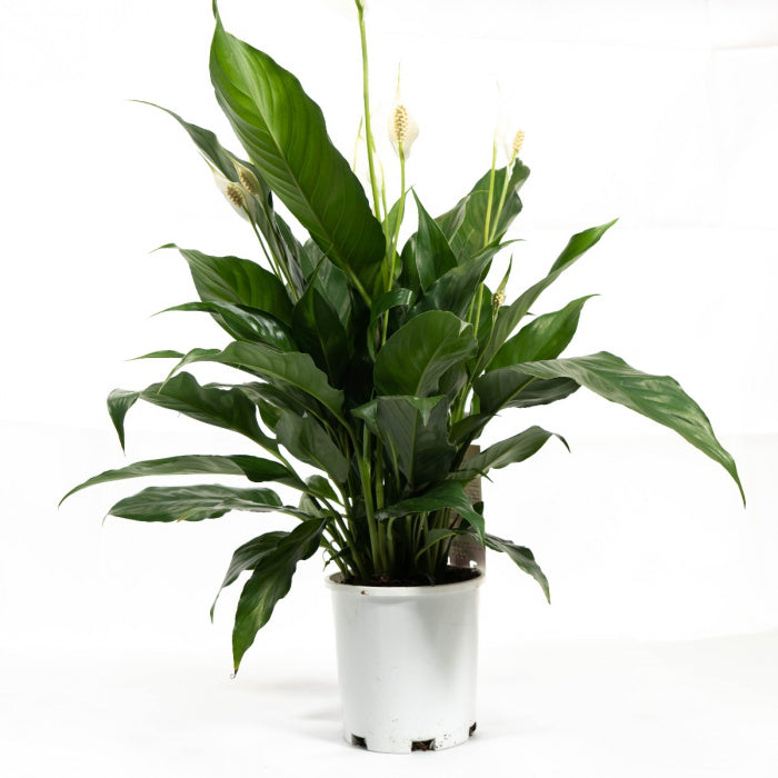 Peace Lily