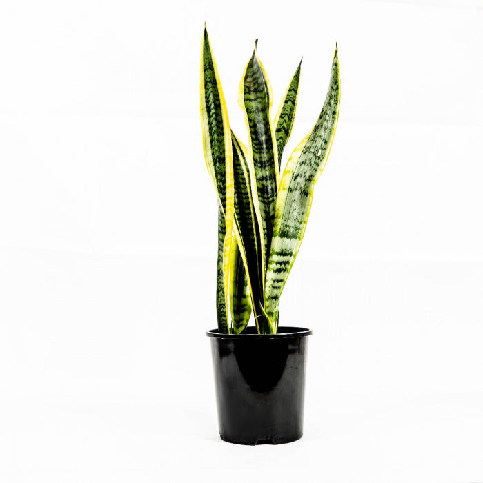sansevieria hybrid plant Sansevieria Hybrid Plant