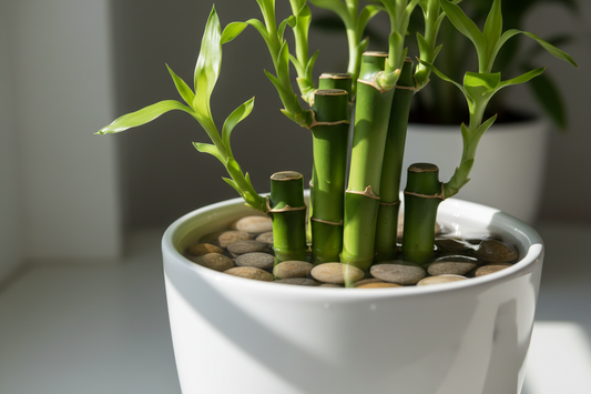 How to Care for Lucky Bamboo: Easy Tips for a Thriving Plant