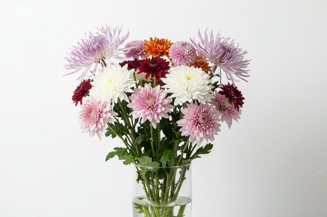 chrysanthemum flowers South Yarra