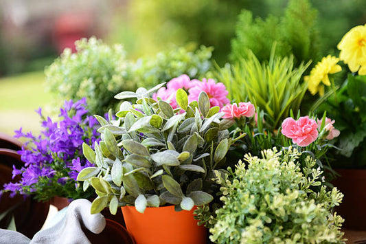 Why Should You Buy Flowers And Plants For Special Occasions?