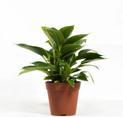 Best Indoor Plants To Gift Your Loved Ones