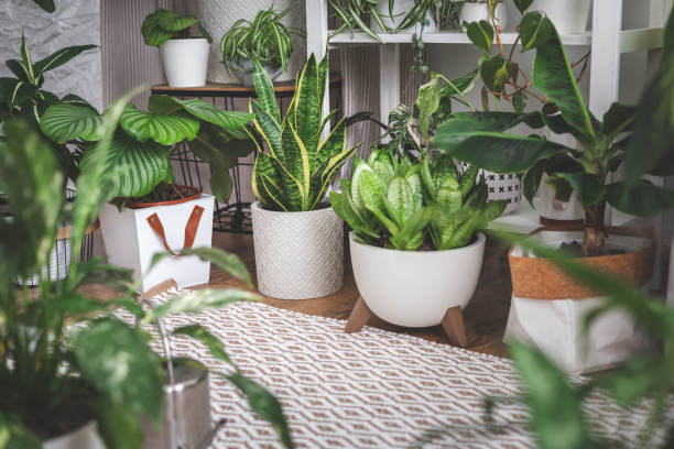 From Desk to Living Room: Indoor Plants for Every Spot