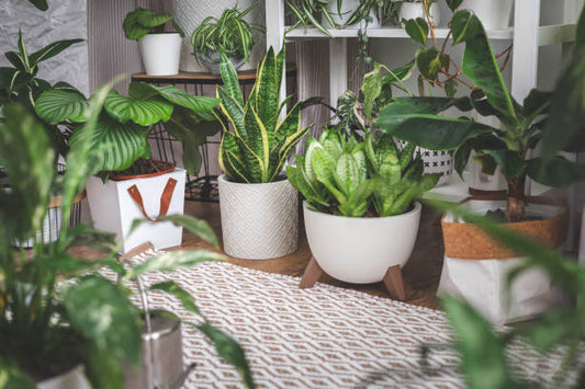 From Desk to Living Room: Indoor Plants for Every Spot