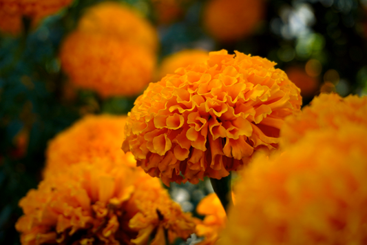 Marigold and Cosmos: October's Two Birth Flower Symbols