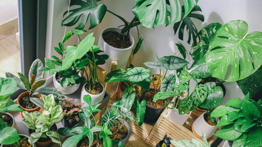 A table filled with diverse indoor plants in pots, showcasing lush greenery commonly found in Melbourne homes.