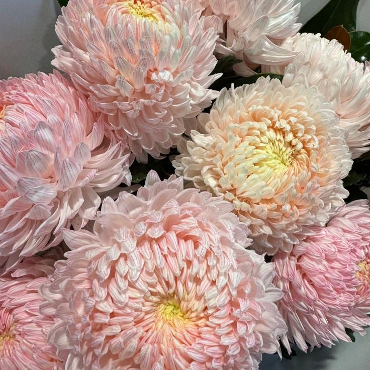 Dyed Disbud Chrysanthemum (5stems)