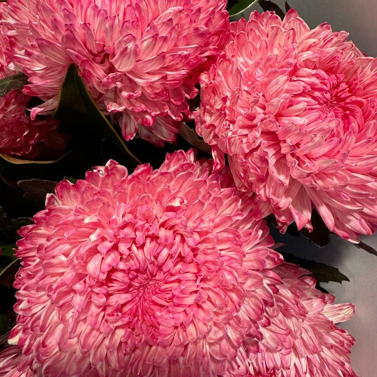 Dyed Disbud Chrysanthemum (5stems)