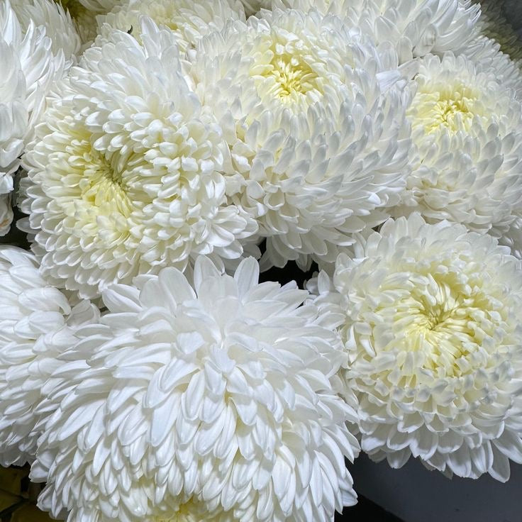 Dyed Disbud Chrysanthemum (5stems)