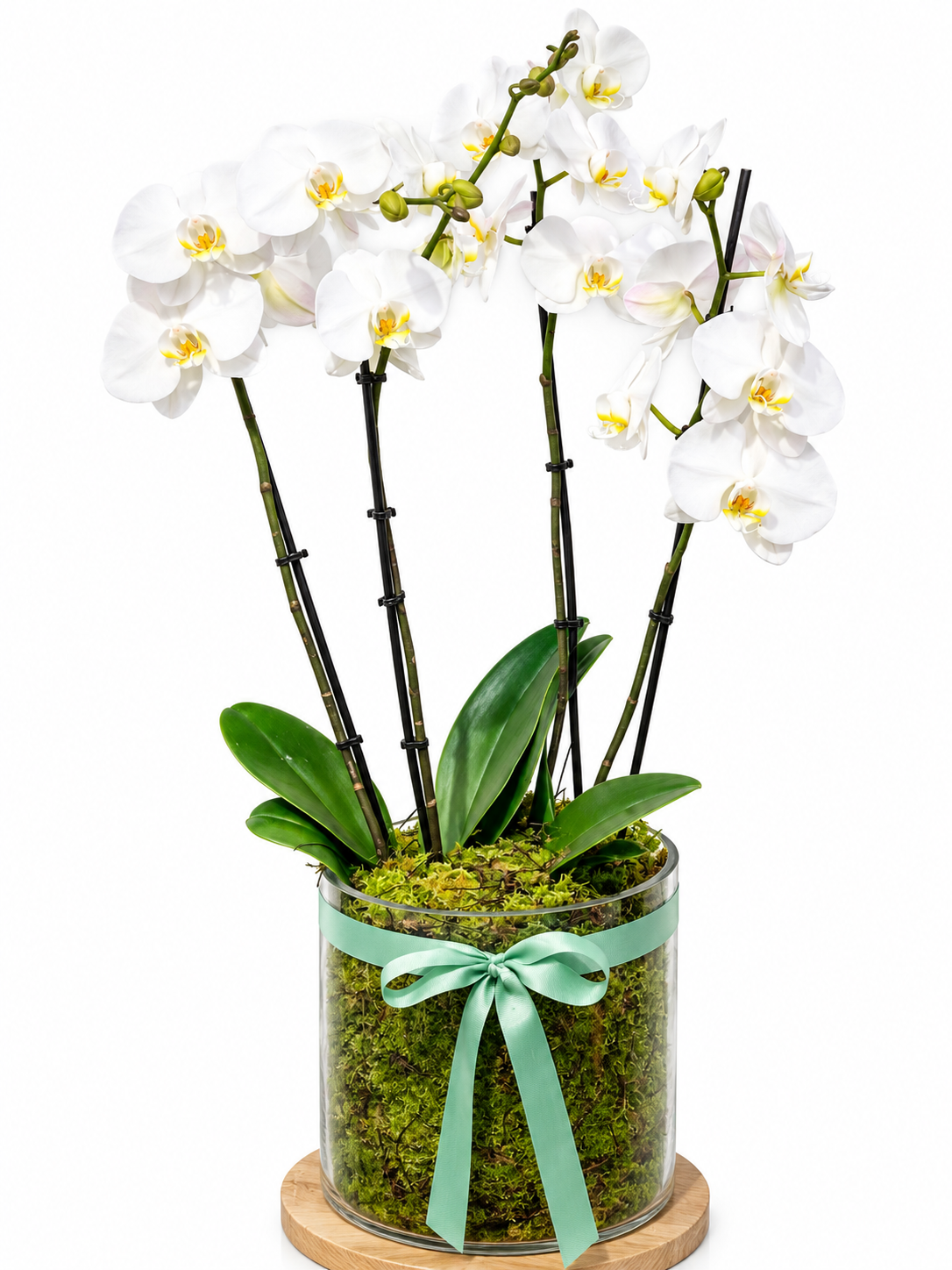 White Orchid Luxe