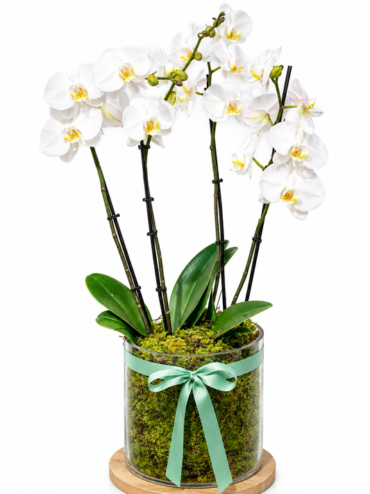 White Orchid Luxe