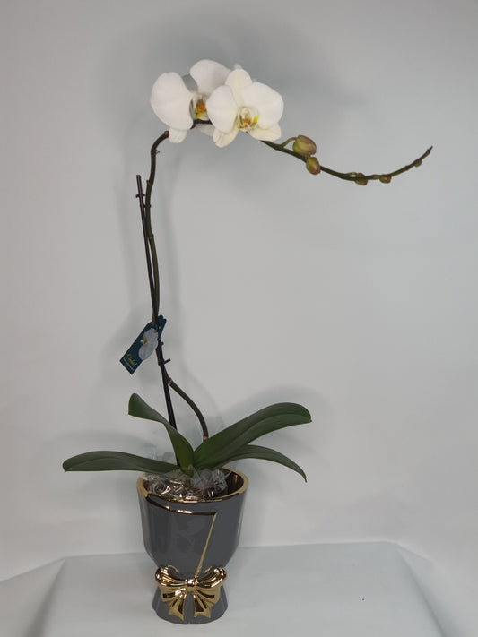 Phalaenopsis Orchid with Grey Pot