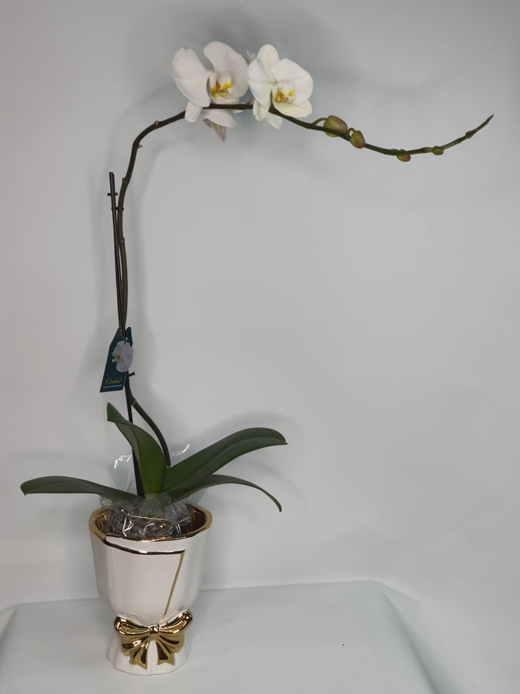 Phalaenopsis Orchid with White Pot