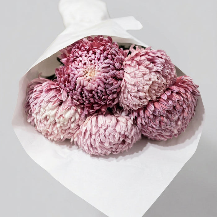 Dyed Disbud Chrysanthemum (5stems)
