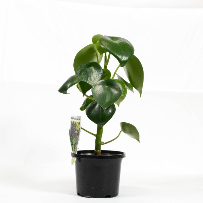 Peperomia