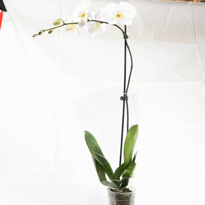 Phalaenopsis Orchid in Vase 